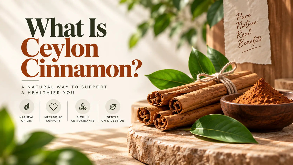 Authentic Ceylon cinnamon sticks from Sri Lanka with thin layered quills